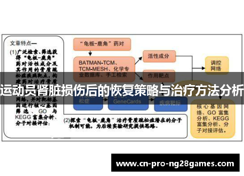 运动员肾脏损伤后的恢复策略与治疗方法分析